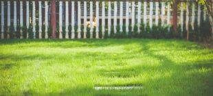 Comprehensive Yard Assessment