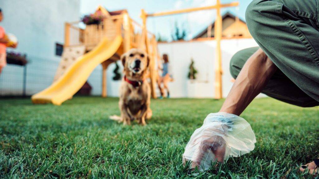 Poop scooping Services. A professional pet waste removal worker cleaning a yard with a gloved hand while a dog waits in the background. Poop scooping services ensure a clean and safe environment for families and pets.