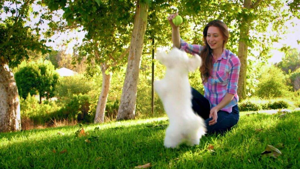 Swoop Champ Pet Waste Station Pet Waste Station